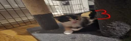 British Longhair cats for sale: Long haired kittens  in Waterlooville - Advert 31