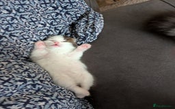 Siberian cats for sale: Urgent sale - Siberian kitten  - Image 4
