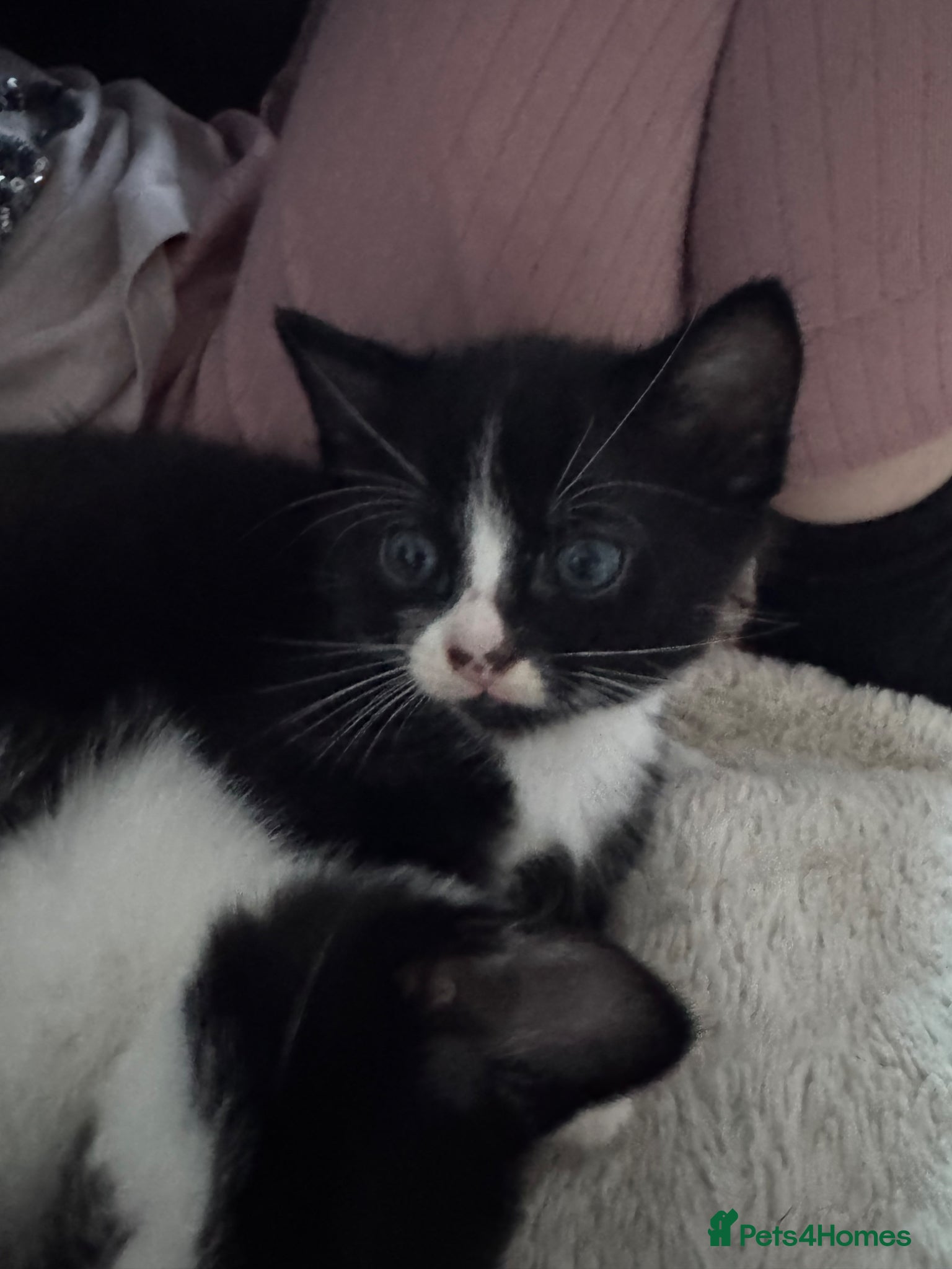 Mixed Breed cats Kitten  - Advert 23