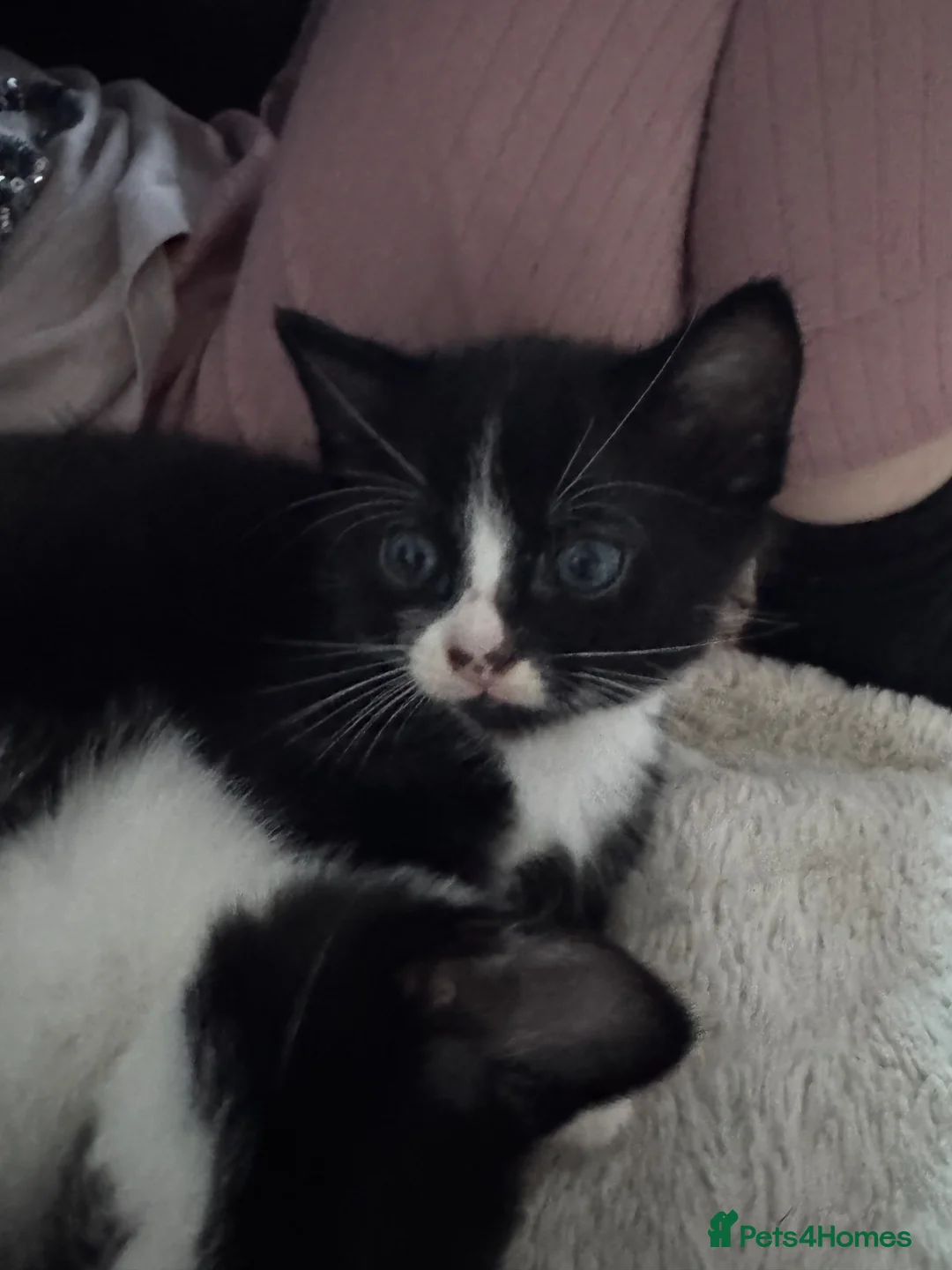 Mixed Breed cats for sale: Kitten  - Advert 1