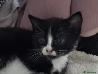 Mixed Breed cats Kitten - Advert 23