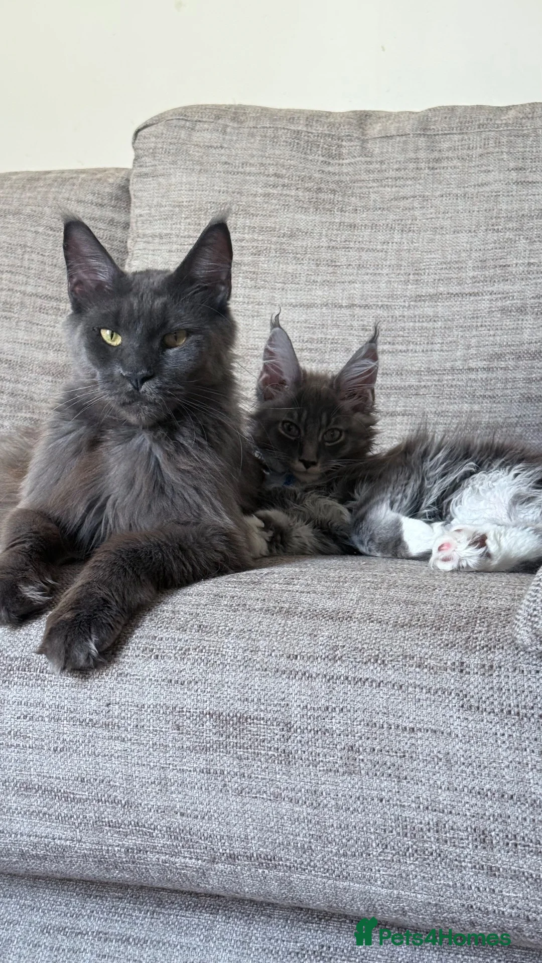 Maine Coon cats for sale: Licensed XXL Maine Coon kittens - Advert 2