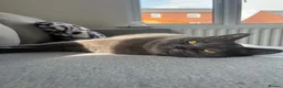 British Shorthair cats for sale: 2 BSH’s for rehoming - Must stay together! in Northampton - Advert 9