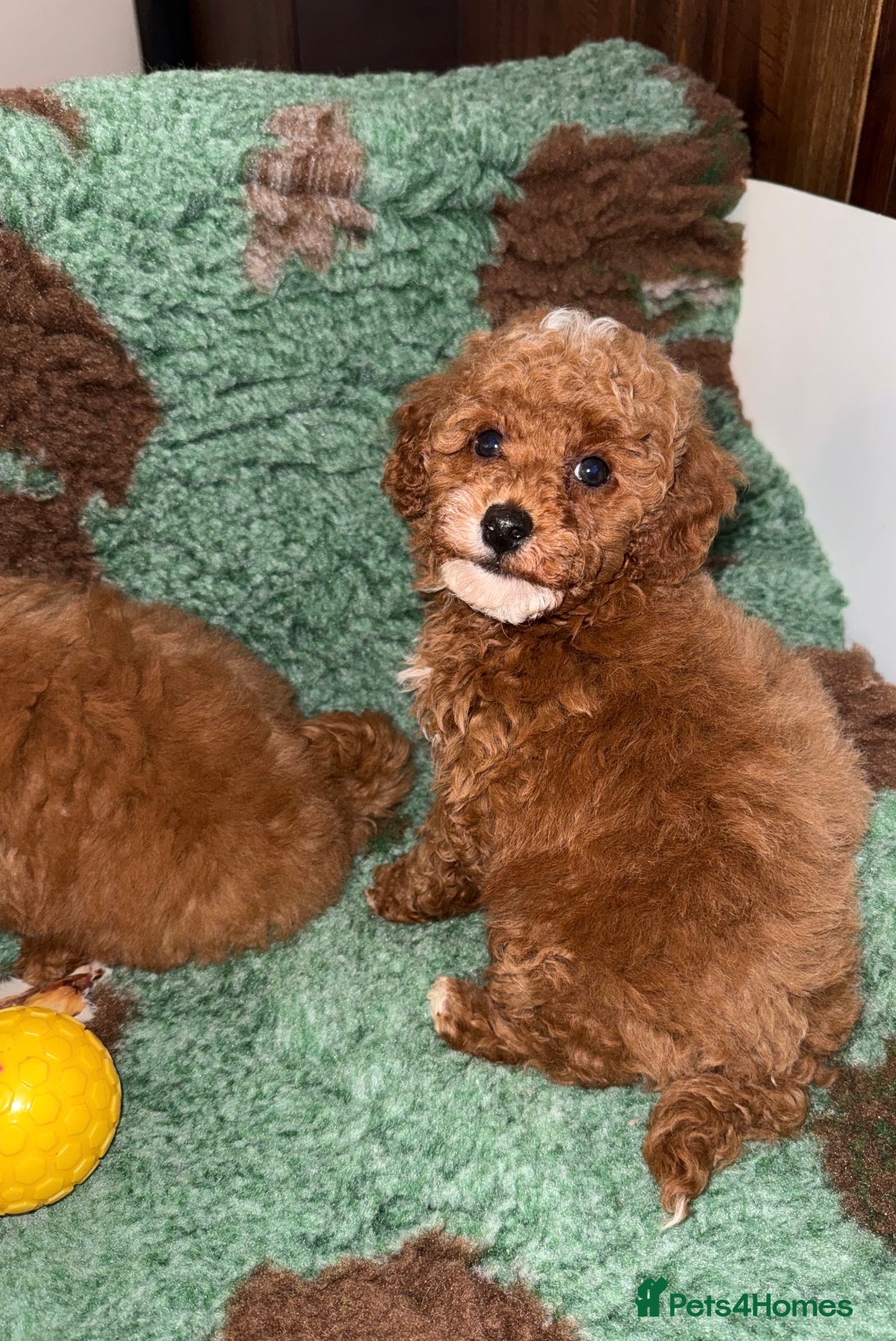 Toy Poodle dogs Stunning KC Red Toy Poodle Boys  - Advert 1