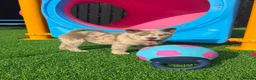Chow Chow dogs for sale: Stunning Exotic colour chowski puppies for sale - Advert 17