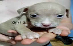 Mixed Breed dogs for sale: Staff x American pocket bully pups  - Image 12