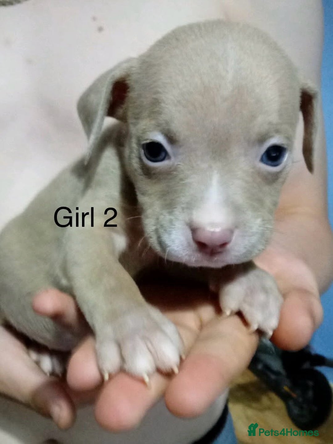Mixed Breed dogs for sale: Staff x American pocket bully pups  - Image 12