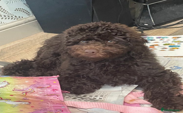 Labradoodle dogs in Chard - Advert 1