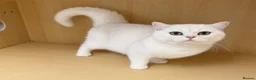 British Shorthair cats for sale: British Shorthair Silver & Golden Shaded Kittens - Advert 3