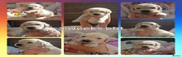 Golden Retriever dogs for sale: 8 stunning kc registered golden retriever puppies  - Advert 2