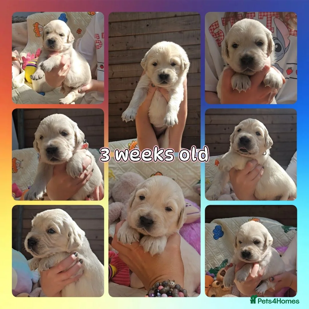 Golden Retriever dogs for sale: 8 stunning kc registered golden retriever puppies  - Advert 2