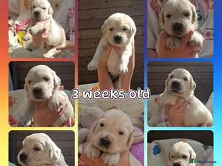 Golden Retriever dogs 8 stunning kc registered golden retriever puppies - Advert 14