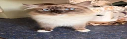 Ragcoon cats for sale: Last of litter affectionate playful Ragcoon baby  - Advert 26