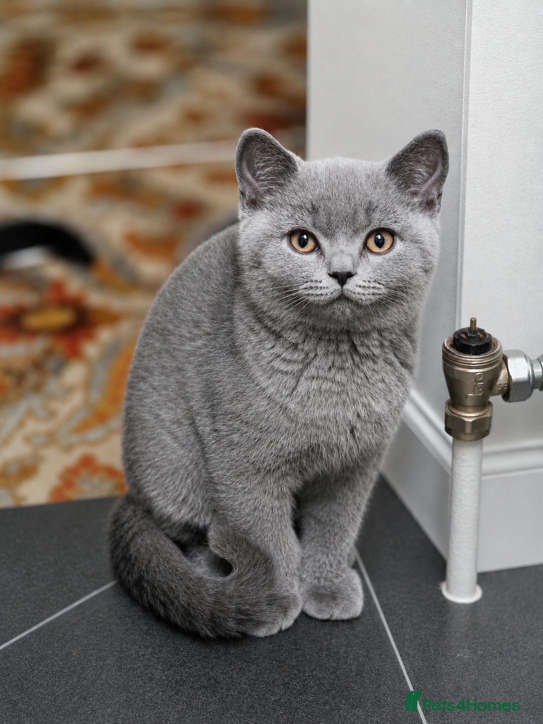 British Shorthair cats Beautiful British Shorthair Kittens for LovingHome - Advert 1