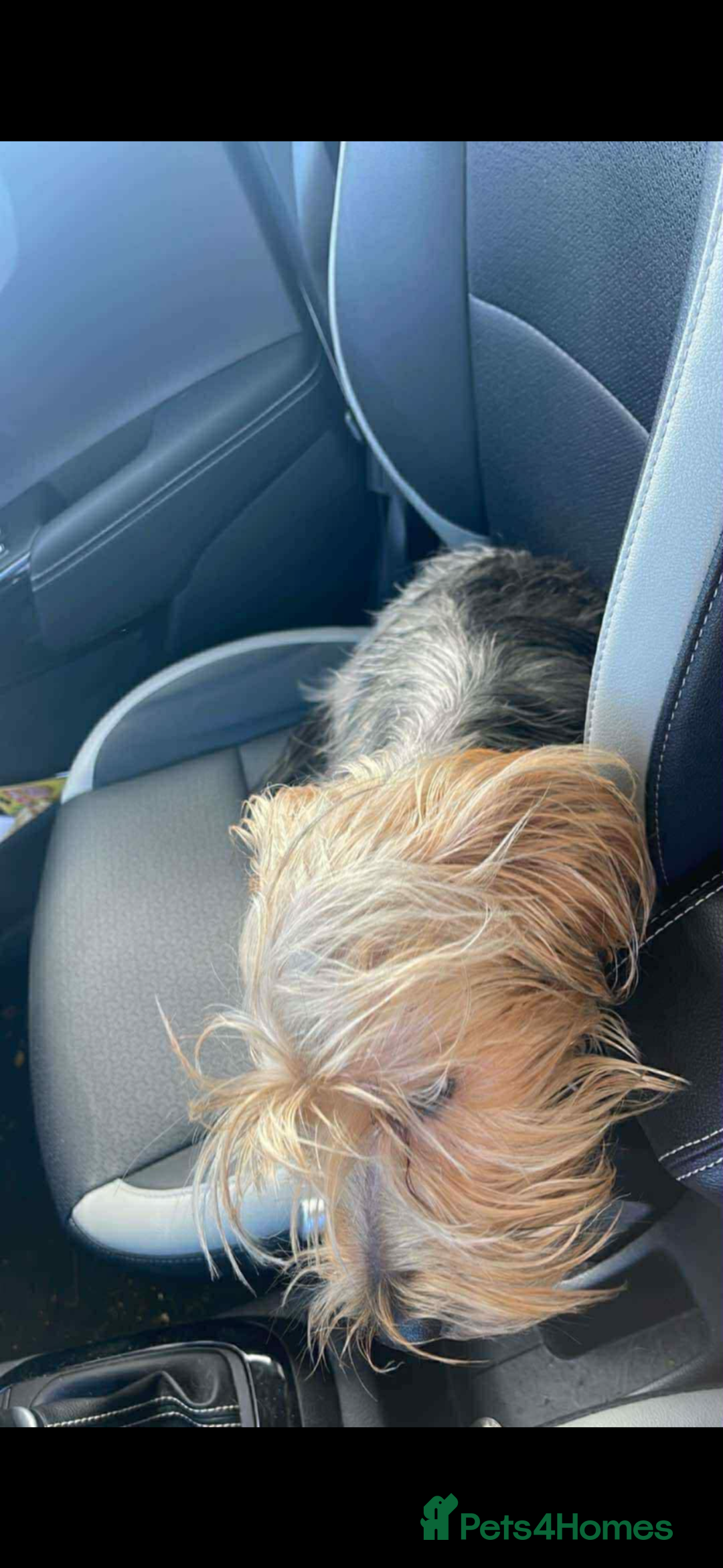 Mixed Breed dogs for sale: Yorkiepoo - Advert 12