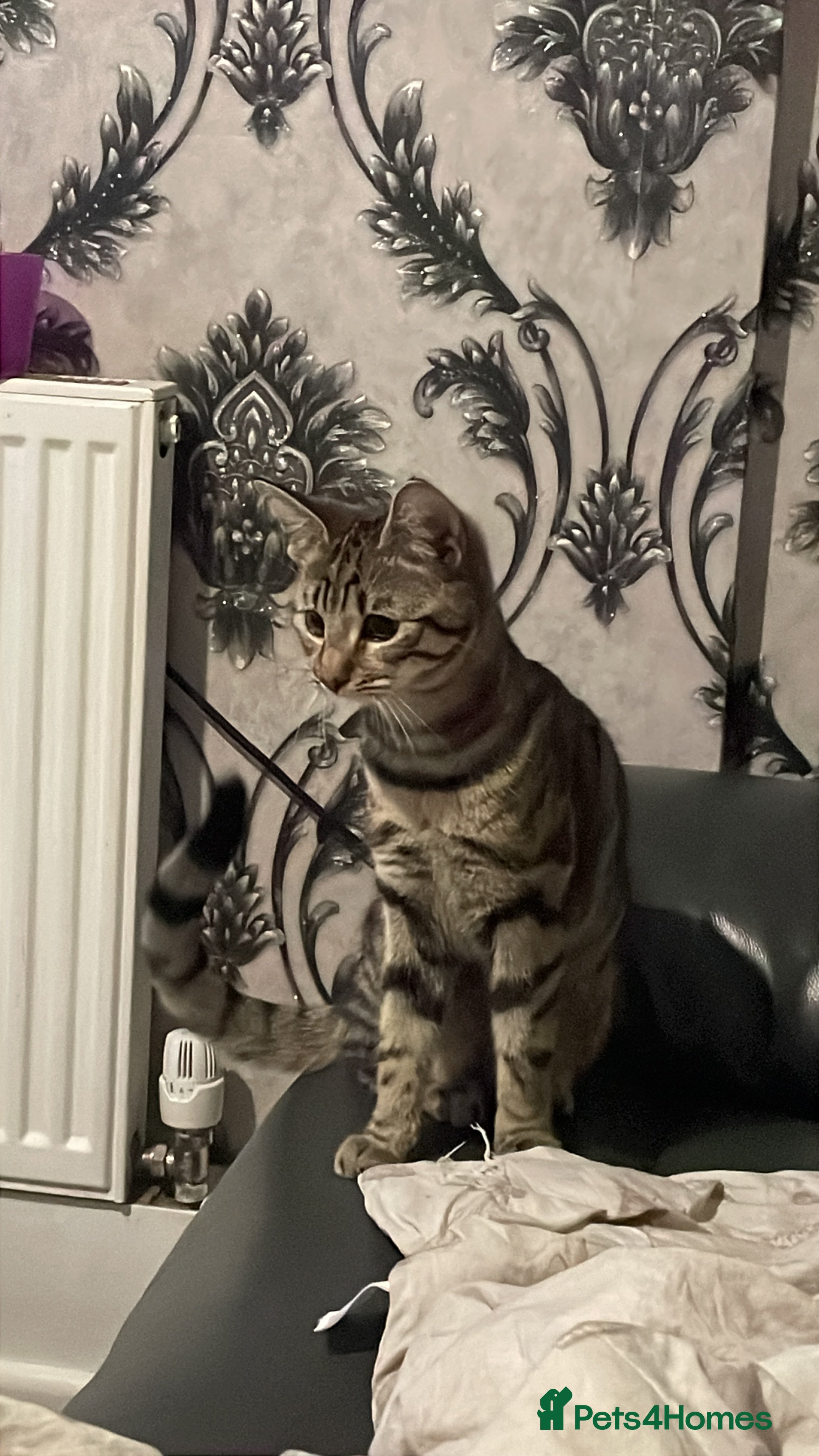 Mixed Breed cats Smokey and Milo  - Advert 1