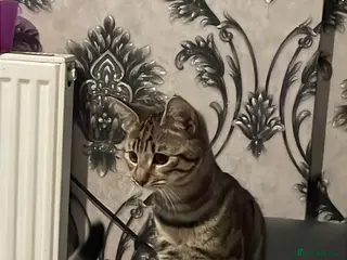 Mixed Breed cats Smokey and Milo - Advert 5