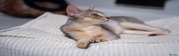 Abyssinian cats for sale: Super Cuddling Boy Champion Line 🏆 Silver Black - Advert 11