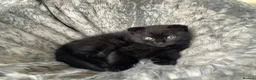 Scottish Fold cats for sale: Scottish fold cross - Advert 6