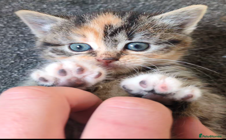 Mixed Breed cats - Advert 6
