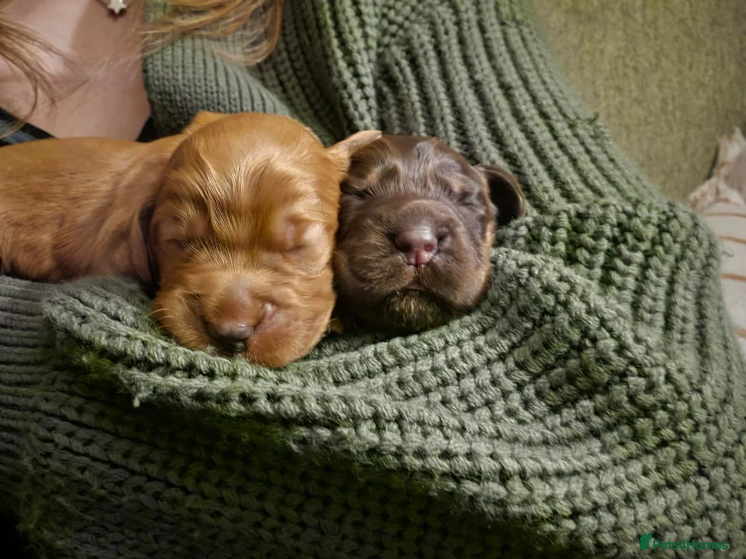 Cocker Spaniel dogs for sale: Exceptional KC Cocker Spaniel Pups - Advert 24
