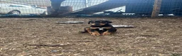 Mixed Breed dogs for sale: Doberman x lurcher puppies - Advert 9