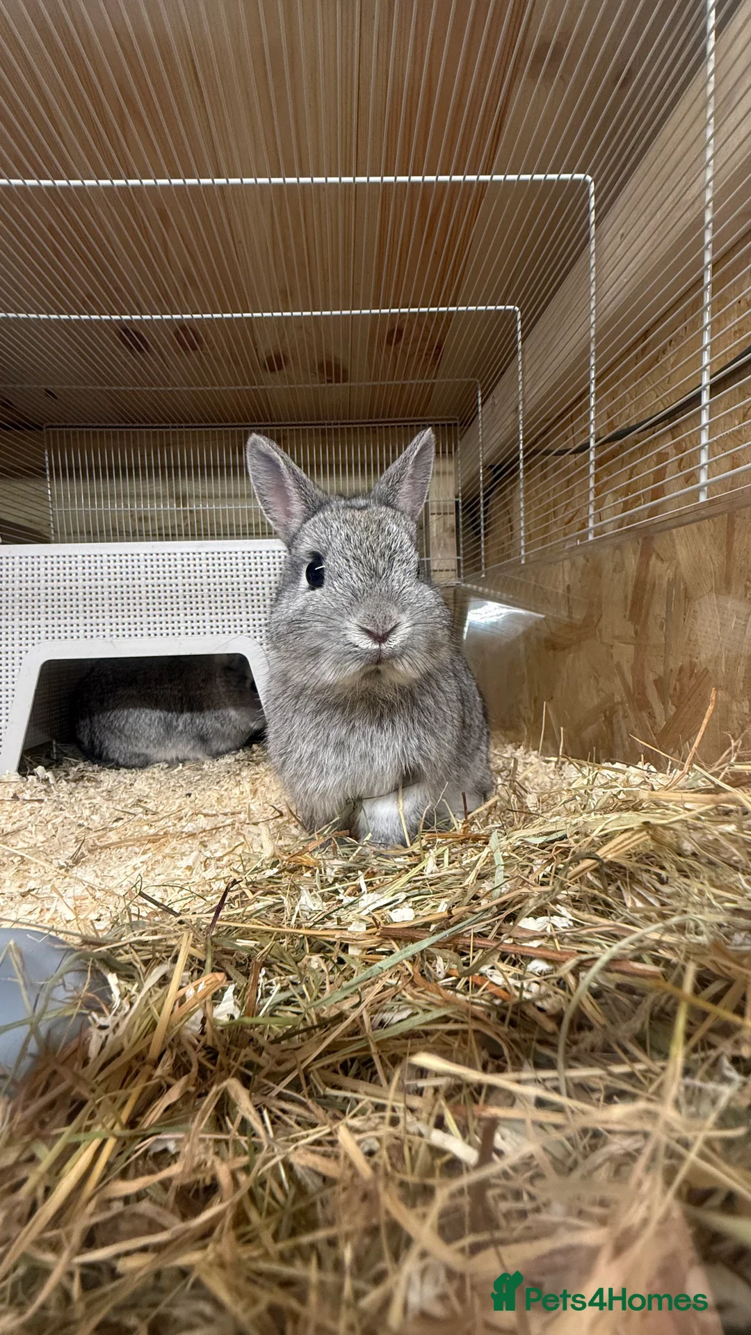 Netherland Dwarf rabbits for sale: 🐰 Chinchilla Netherland Dwarf Baby Boy - Advert 5