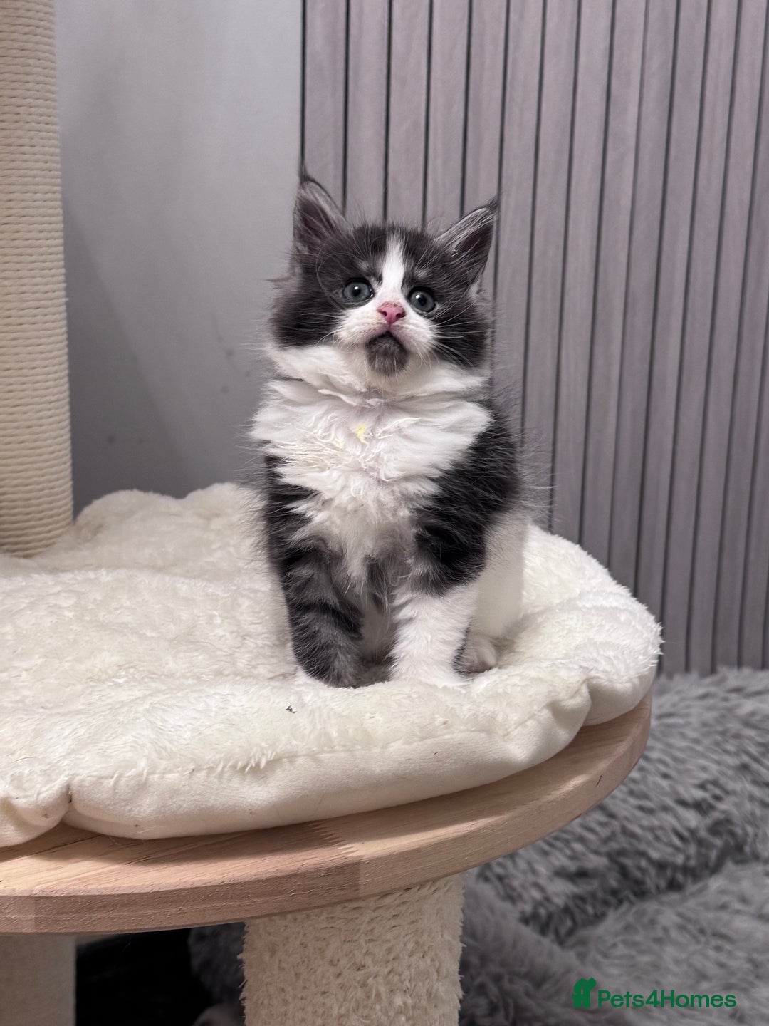 Maine Coon cats for sale: 🌟🌟Beautiful  Maine Coon kittens 🌟🌟🌟 - Advert 13
