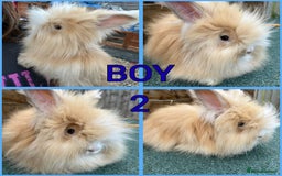 Angora rabbits for sale: Full faced English Angora babies  - Image 2