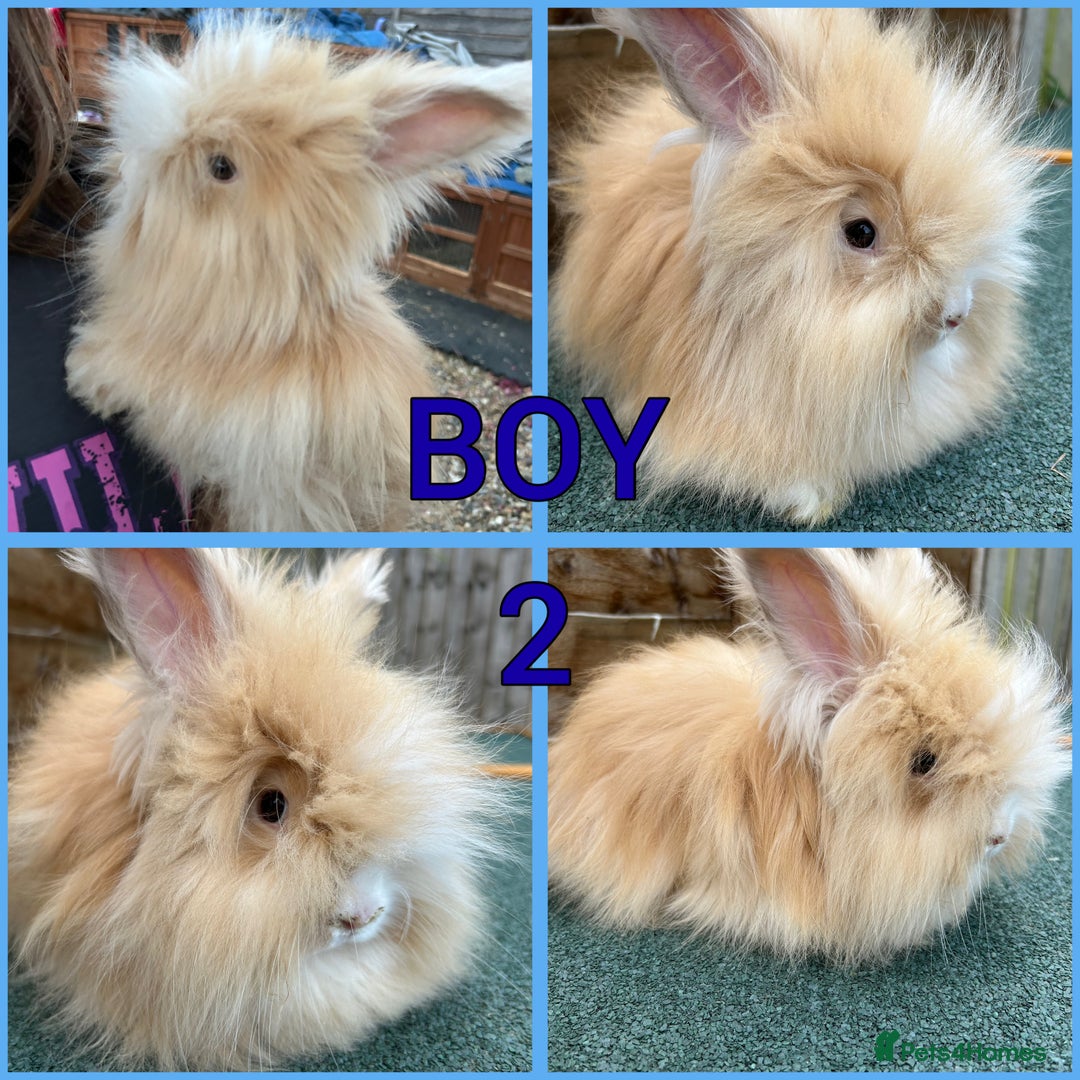 Angora rabbits for sale: Full faced English Angora babies  - Image 2