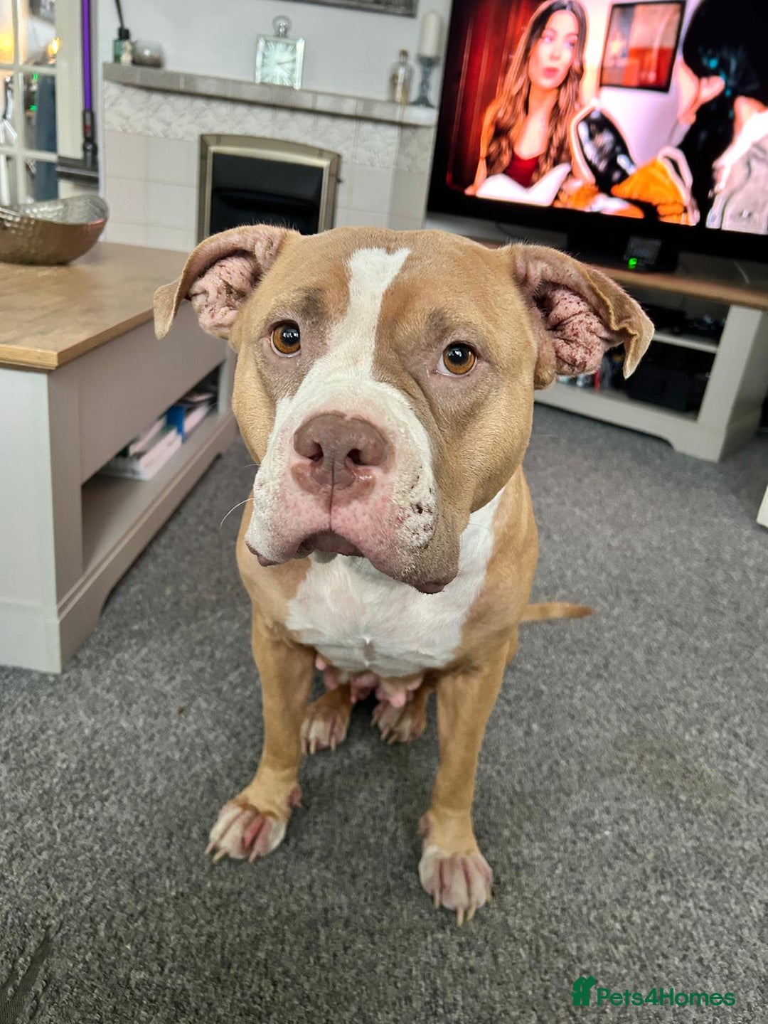 Mixed Breed dogs for sale: Very small bully looking for forever home - Image 6