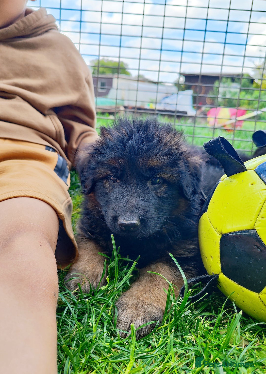 German Shepherd dogs for sale: Outstanding KC longhaired german shepherd puppies - Image 12