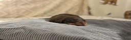 Dachshund dogs for sale: Gorgeous Miniature Dachshunds  in Deal - Advert 4