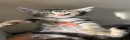 British Shorthair cats for sale: Tabby kittens  - Advert 4