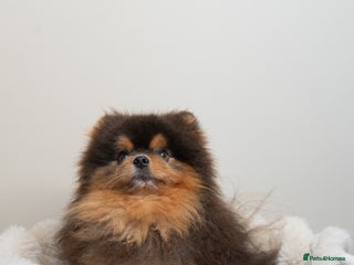 Pomeranian dogs BLUE & TAN TEDDY STUD - Advert 3