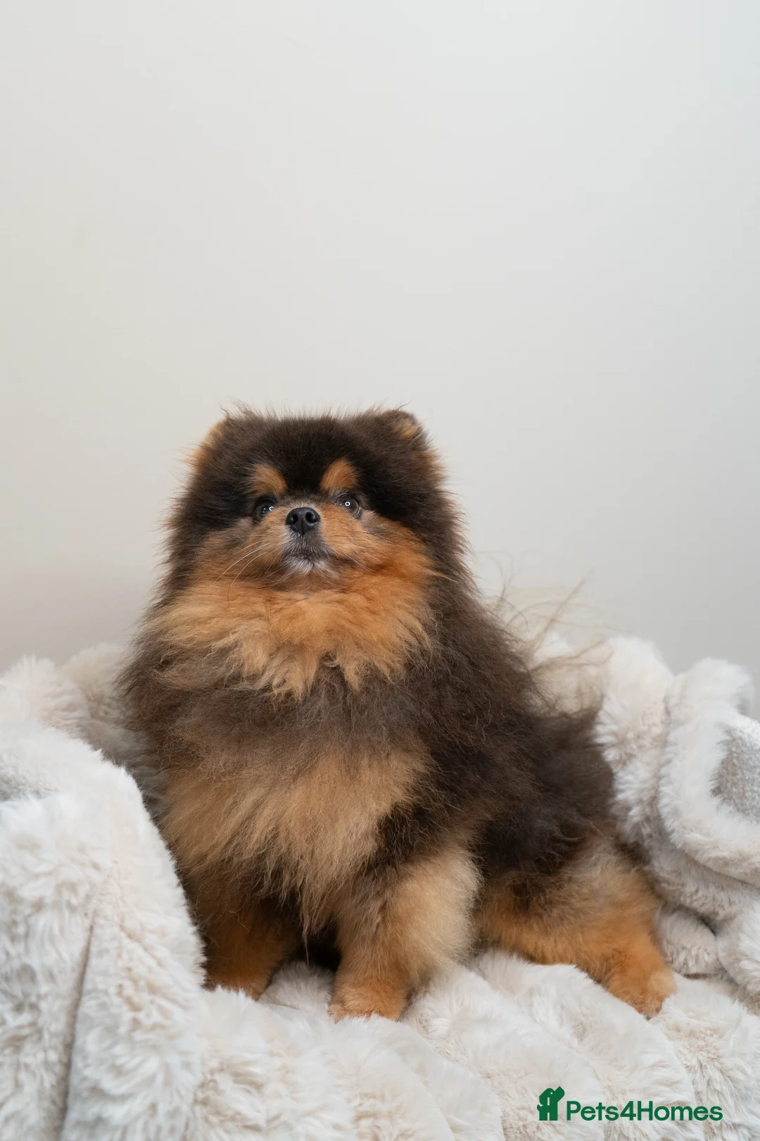 Pomeranian dogs for stud: BLUE & TAN TEDDY STUD - Advert 1