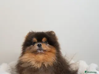 Pomeranian dogs BLUE & TAN TEDDY STUD - Advert 1