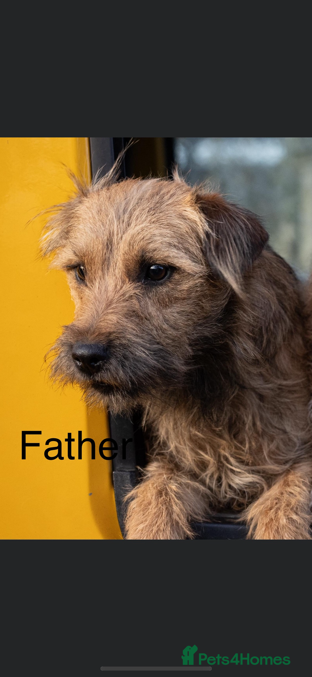 Mixed Breed dogs for sale: Patterdale x Boarder Lakeland Terrier puppies - Advert 18