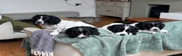 Cocker Spaniel dogs for sale: Working cocker spaniel puppies, Penylan, Cardiff  - Advert 4