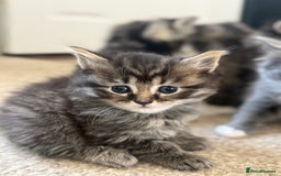 British Shorthair cats for sale: Beautiful British short hair mixed long hair  - Advert 28