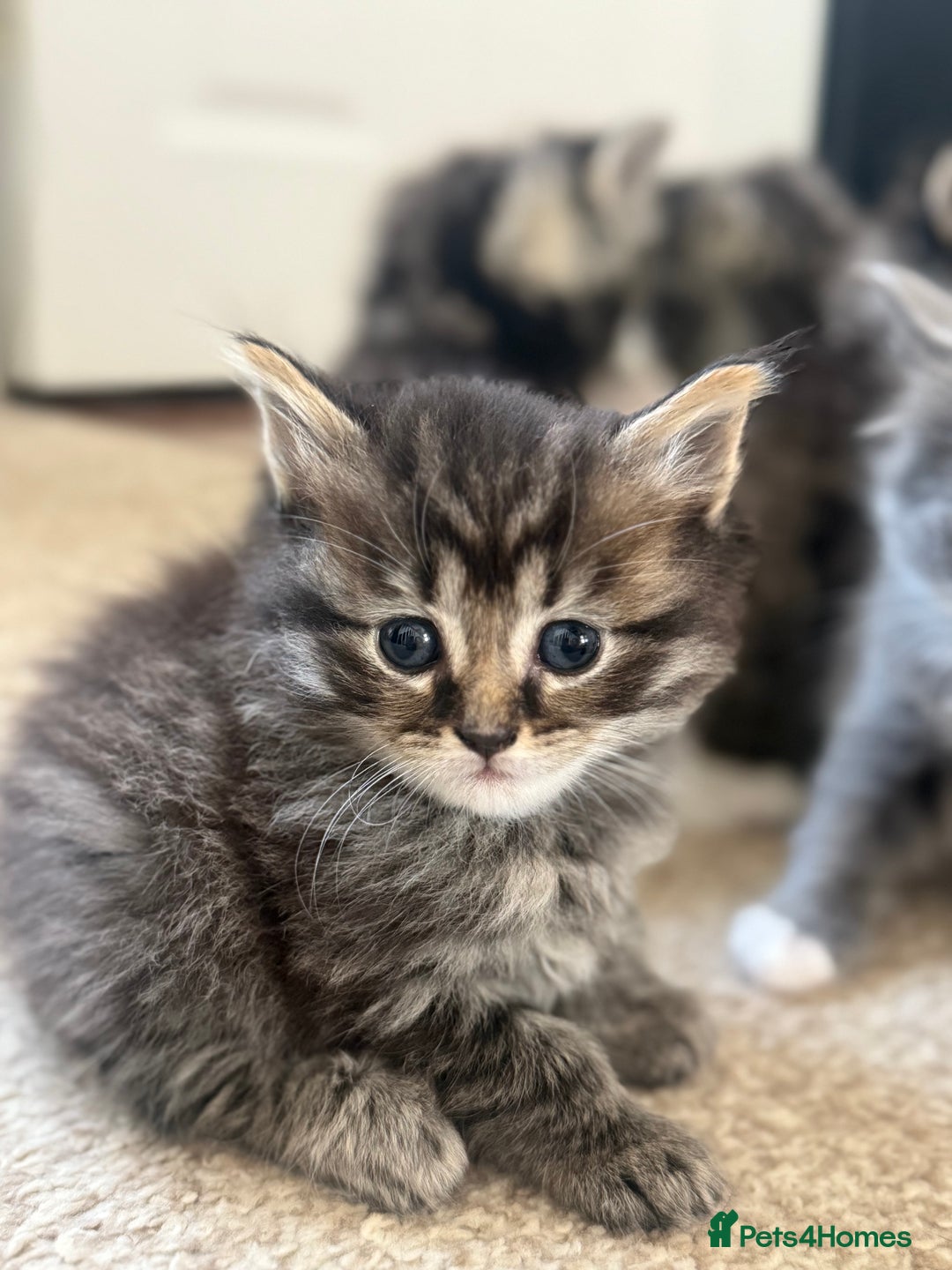 British Shorthair cats for sale: Beautiful British short hair mixed long hair  - Advert 28