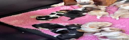 Basset Hound dogs for sale: Basset hound puppies  - Advert 5