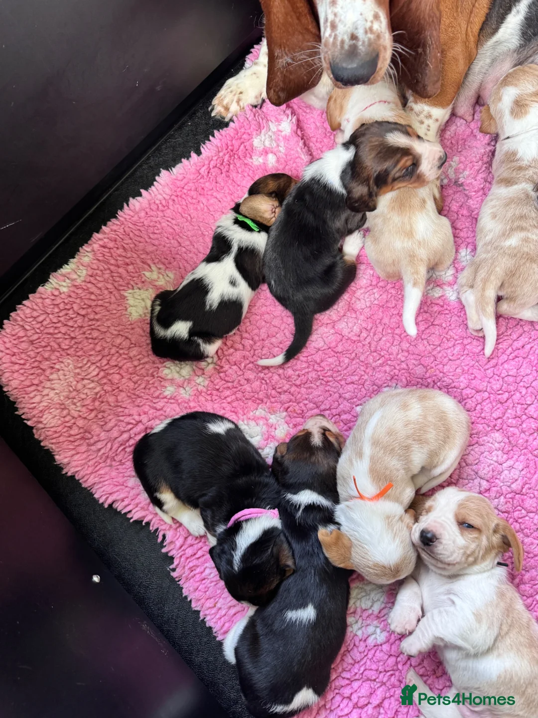 Basset Hound dogs for sale: Basset hound puppies  - Advert 5