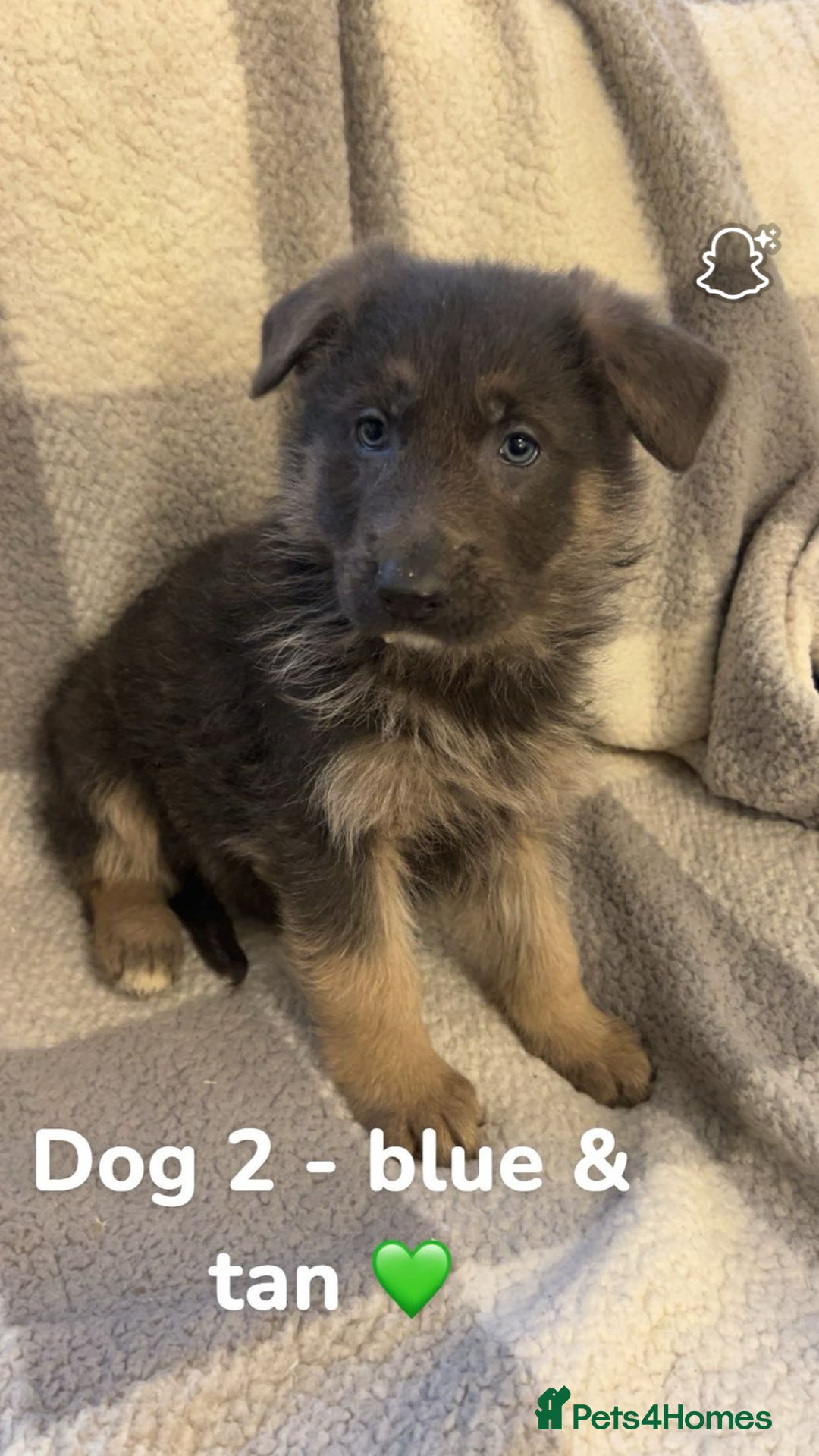 German Shepherd dogs for sale: Beautiful litter of coloured German shepherds!  - Advert 12