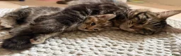 Mixed Breed cats for sale: Mix maincoon kittens - Advert 16