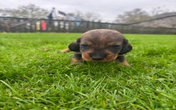 Dachshund dogs for sale: WHD - Wirehaired Dachshund (Teckle) Pups - Image 10