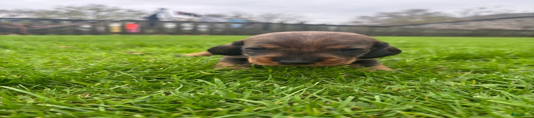 Dachshund Puppy 2