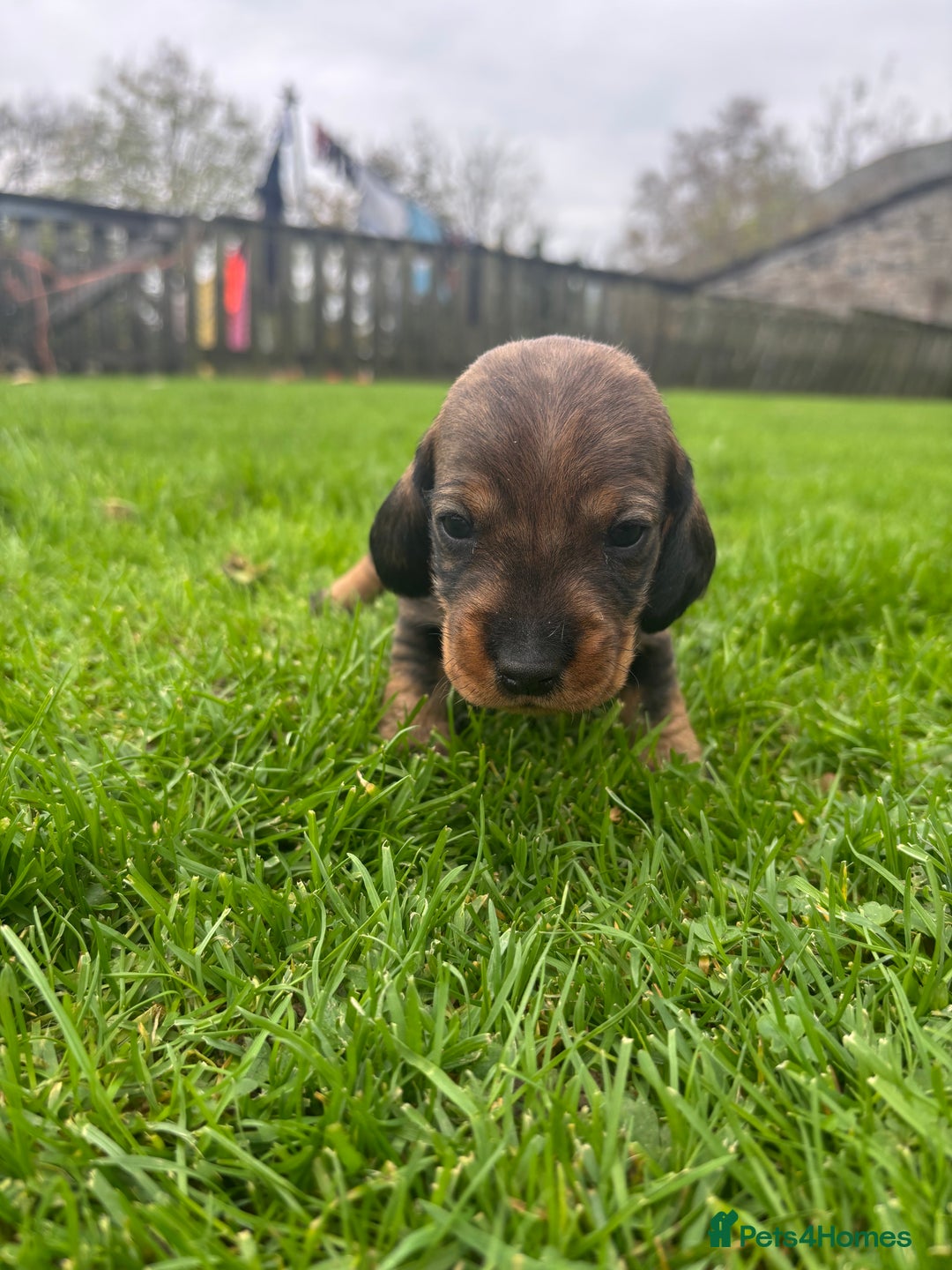 Dachshund dogs for sale: WHD - Wirehaired Dachshund (Teckle) Pups - Image 10