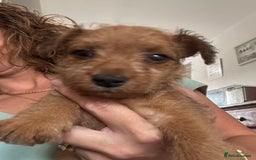 Mixed Breed dogs for sale: X3 Terrier Boys ready now - Image 2