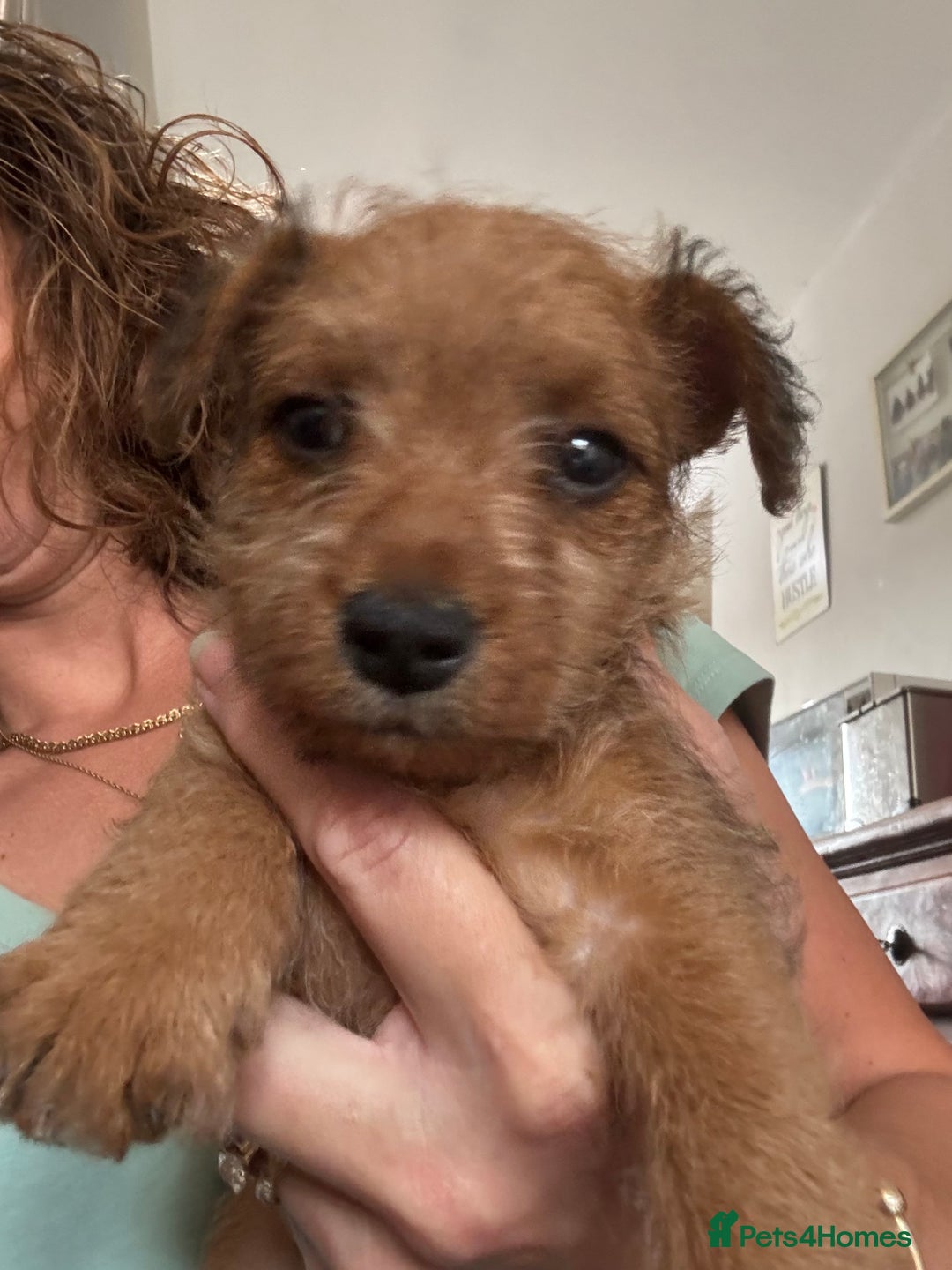 Mixed Breed dogs for sale: X3 Terrier Boys ready now - Image 2